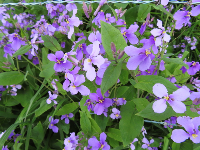 ファイル 8305-5.jpg