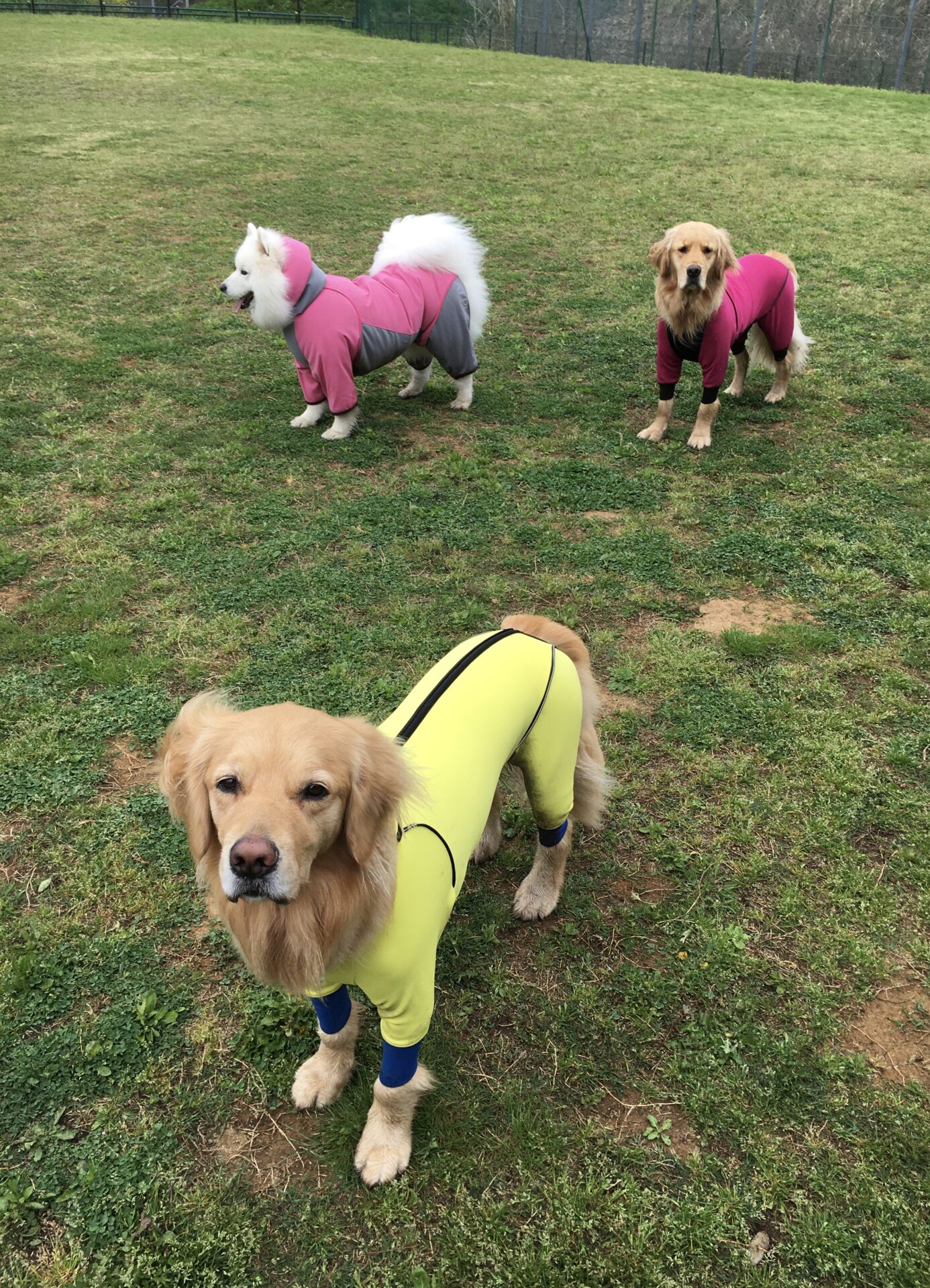 ファイル 8308-1.jpeg