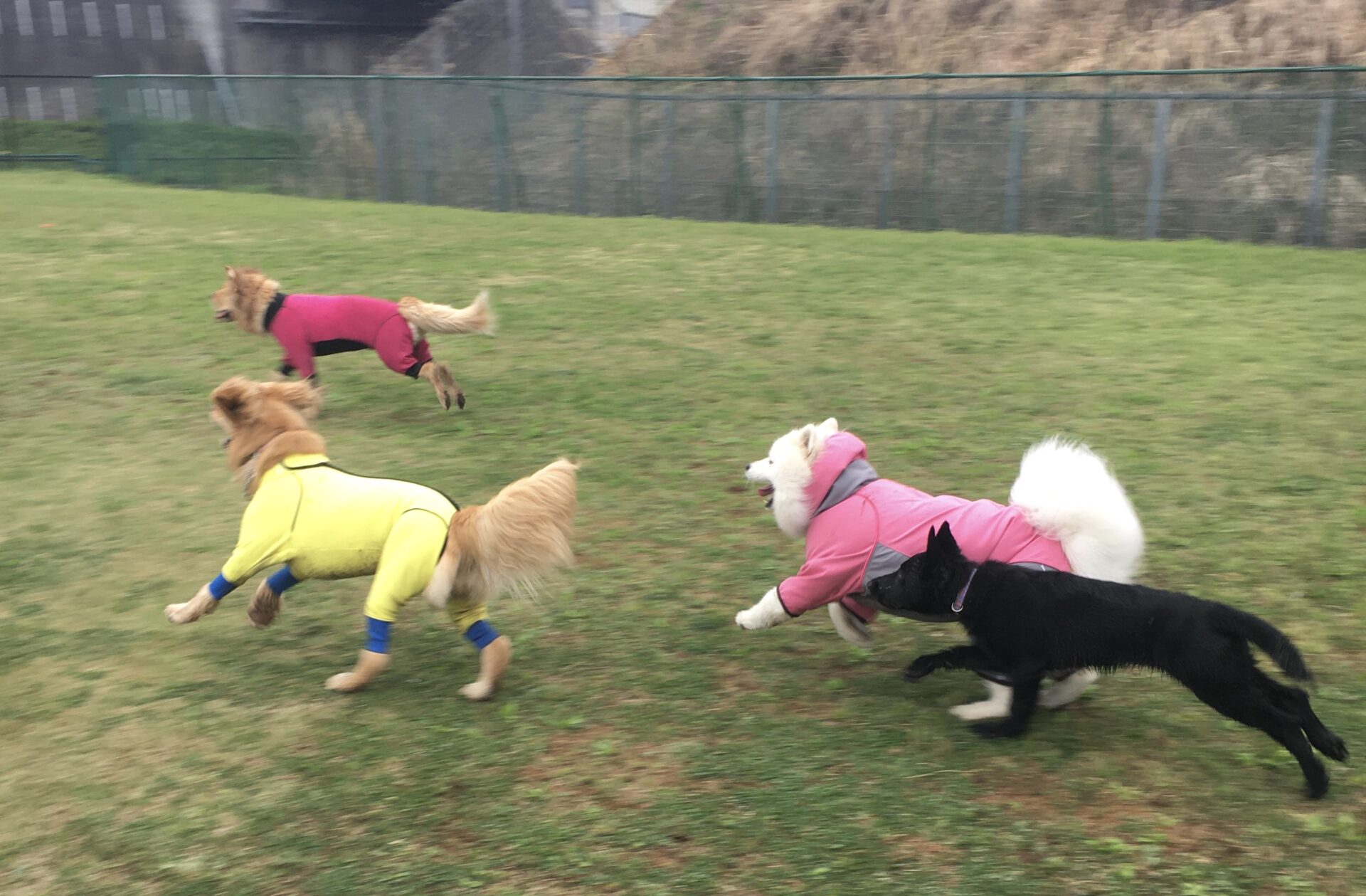 ファイル 8308-2.jpeg