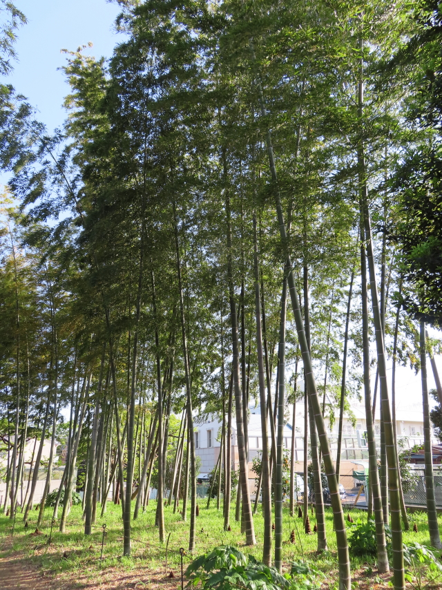 ファイル 8311-1.jpg