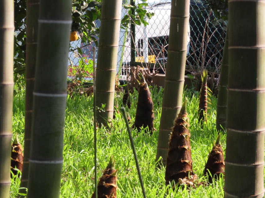 ファイル 8311-2.jpg