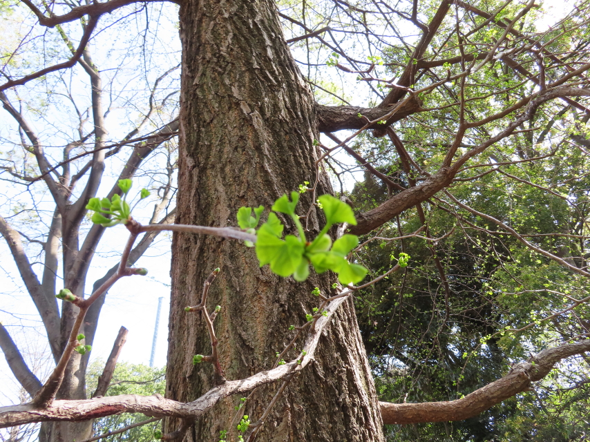 ファイル 8311-3.jpg