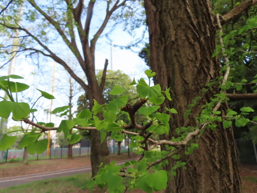 ファイル 8311-4.jpg