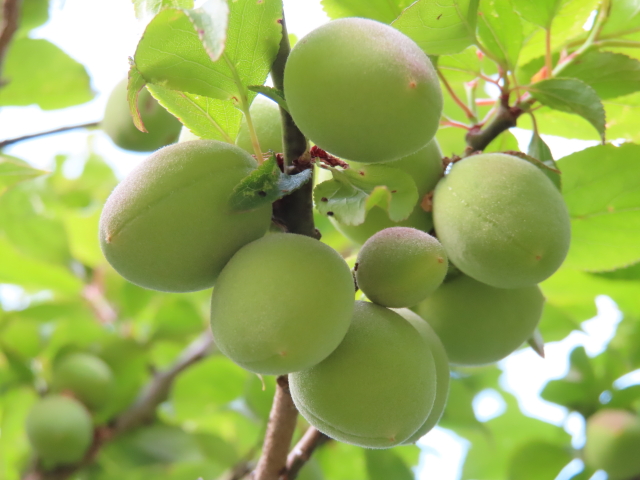 ファイル 8315-2.jpg