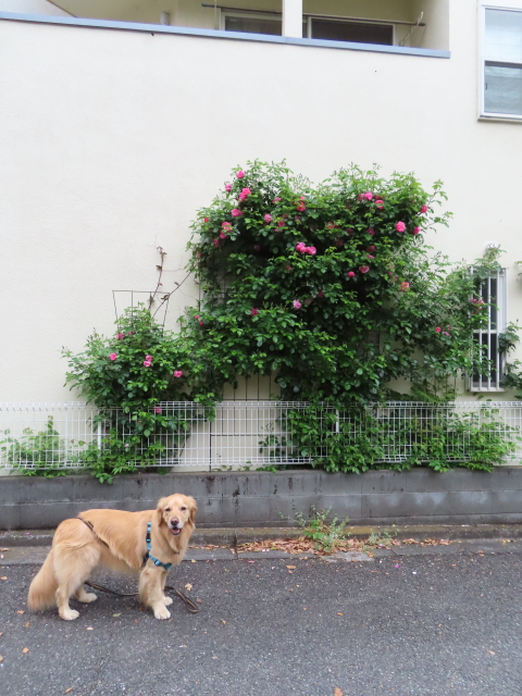 ファイル 8316-5.jpg