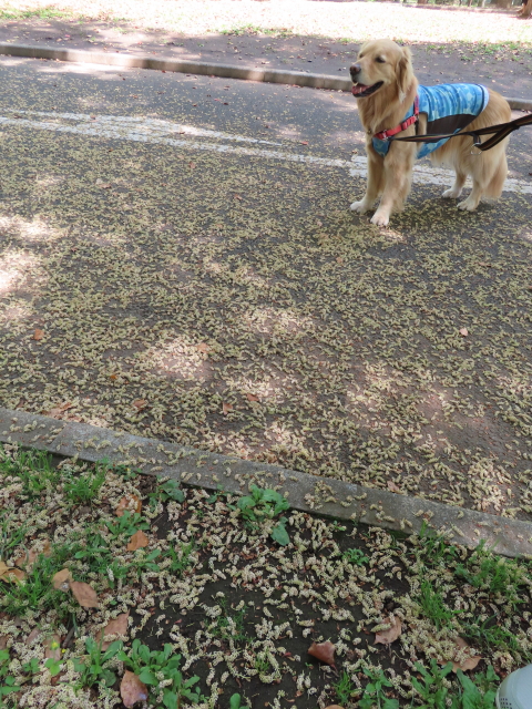 ファイル 8317-1.jpg