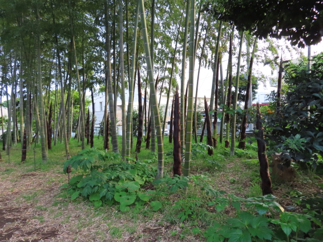 ファイル 8318-1.jpg