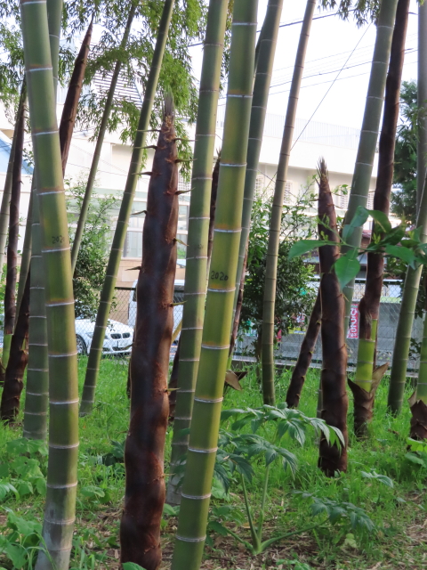 ファイル 8318-2.jpg