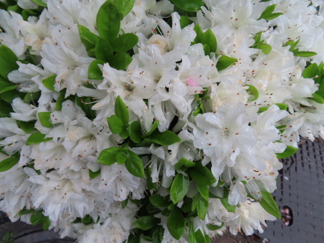 ファイル 8319-4.jpg