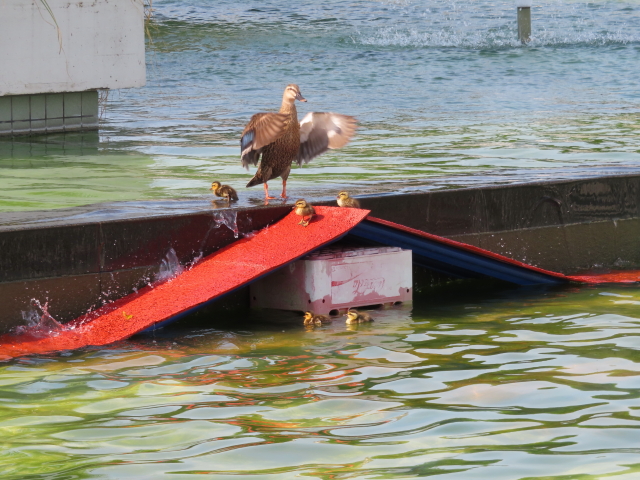 ファイル 8336-2.jpg