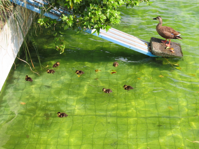 ファイル 8336-3.jpg