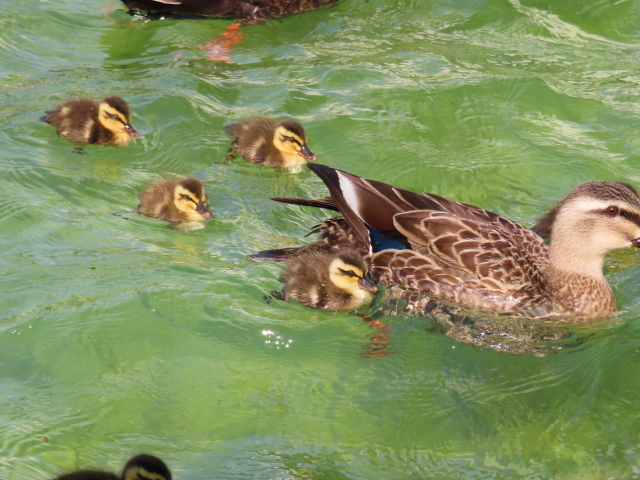 ファイル 8336-4.jpg