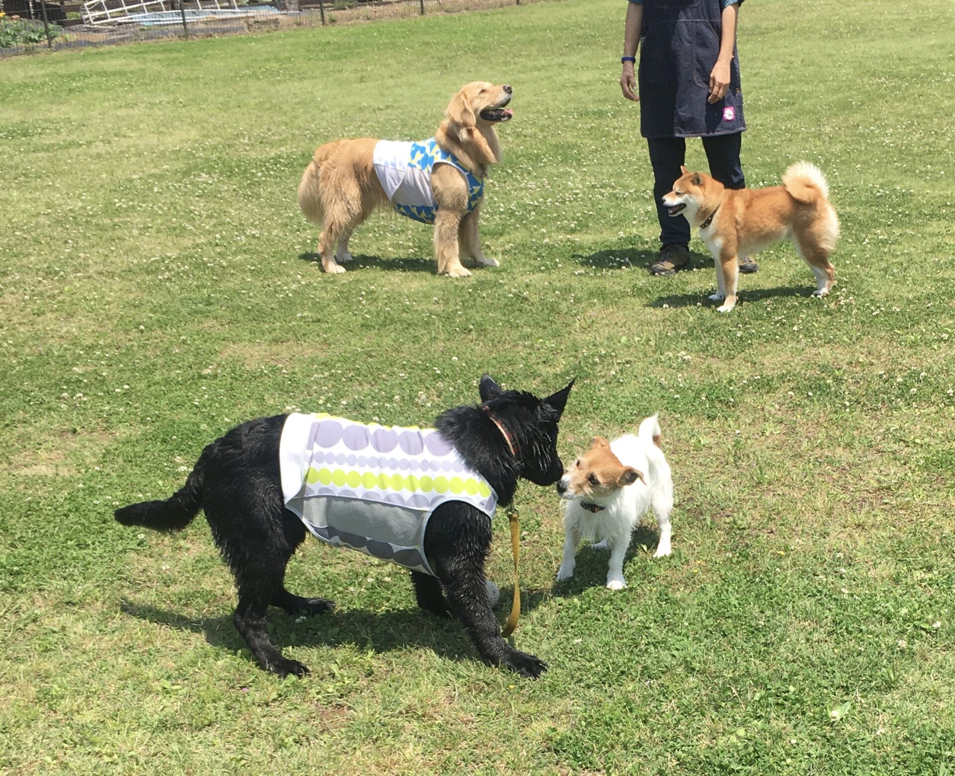 ファイル 8337-2.jpeg