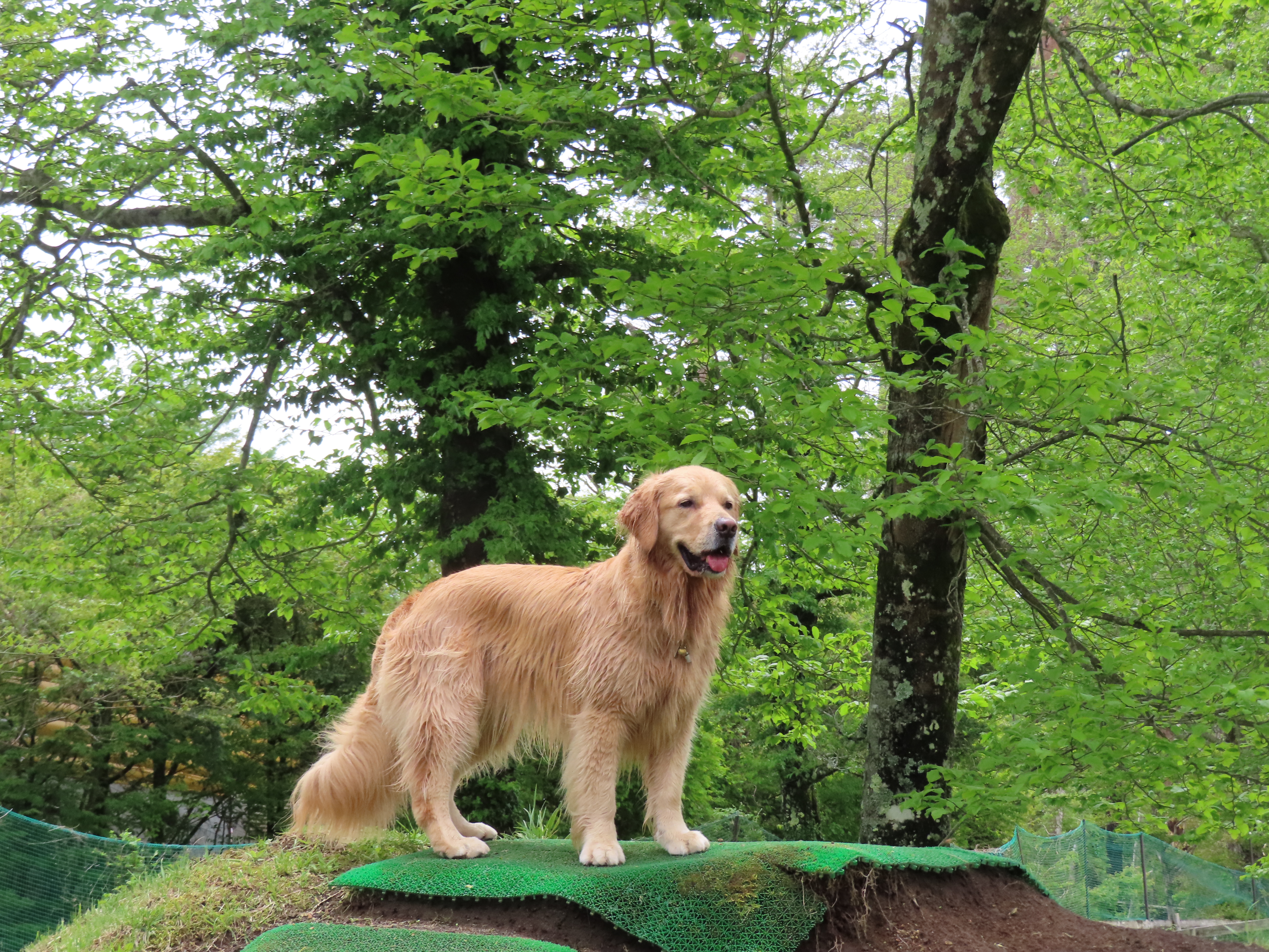 ファイル 8339-2.jpg