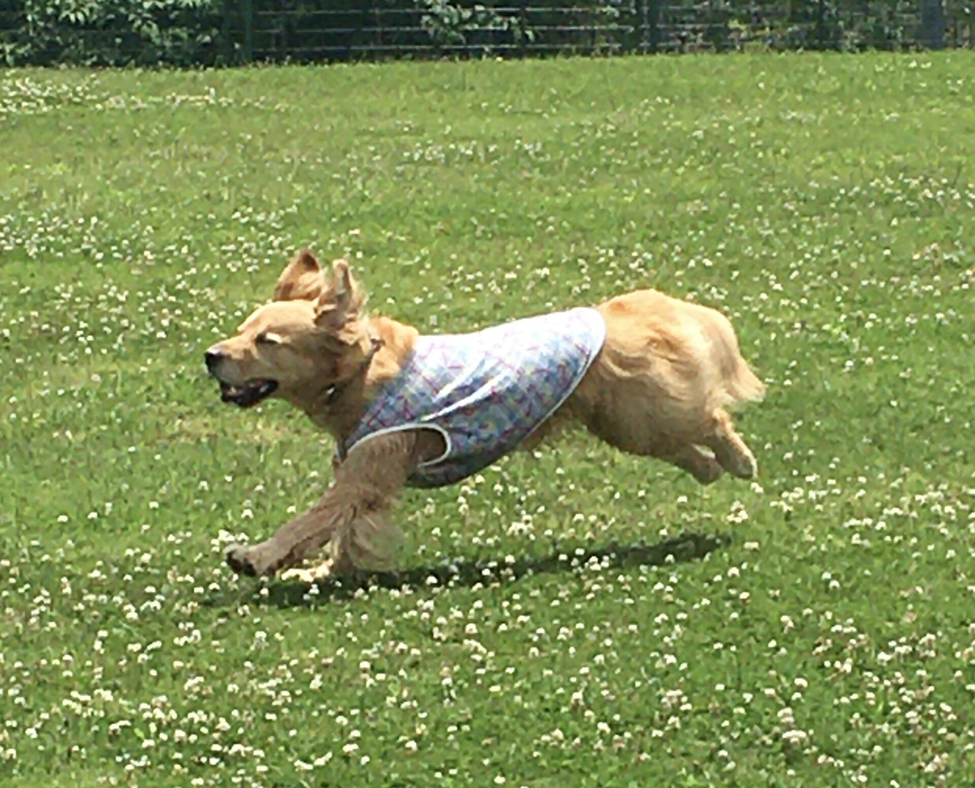 ファイル 8342-2.jpeg