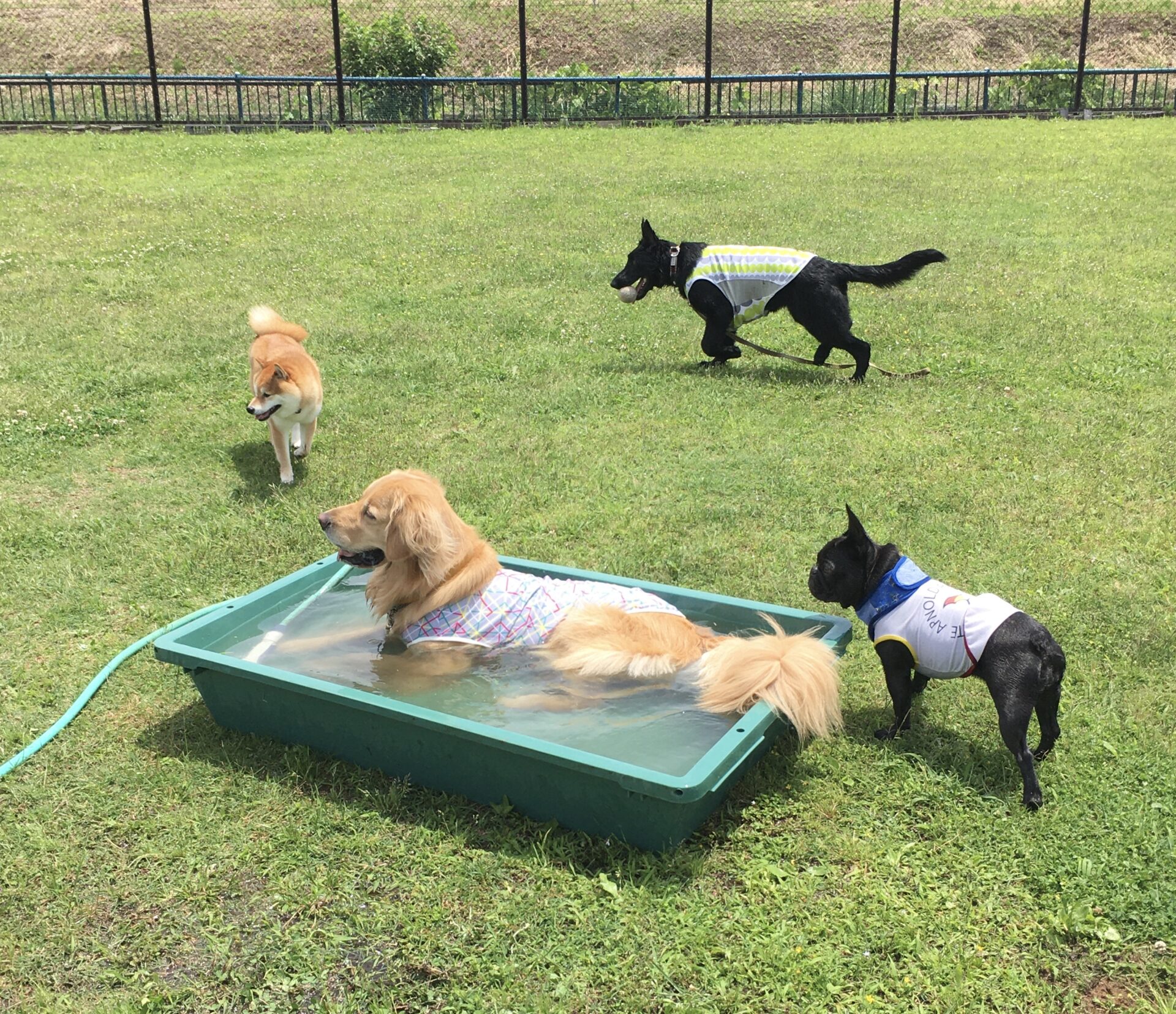 ファイル 8342-3.jpeg