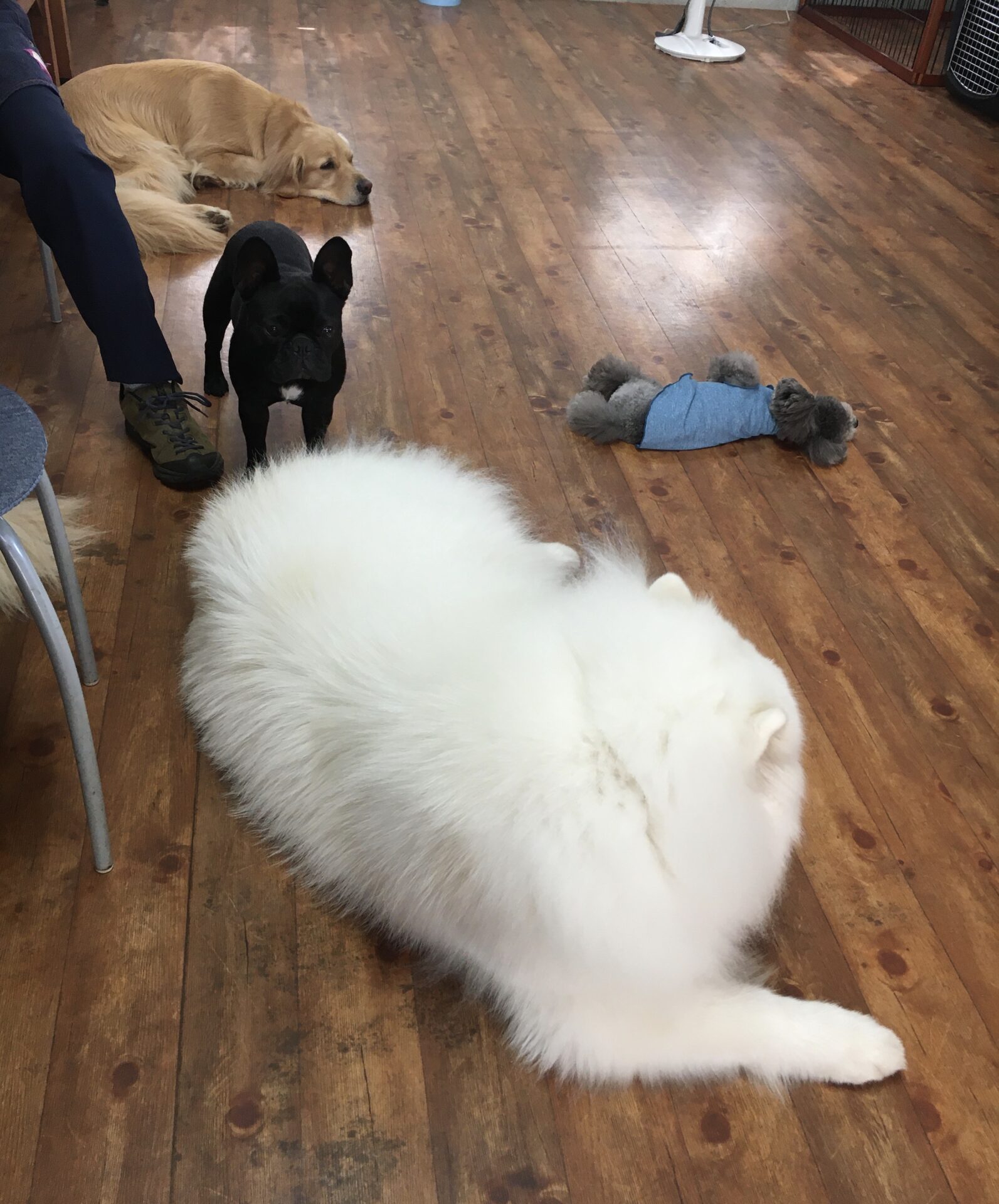 ファイル 8342-5.jpeg