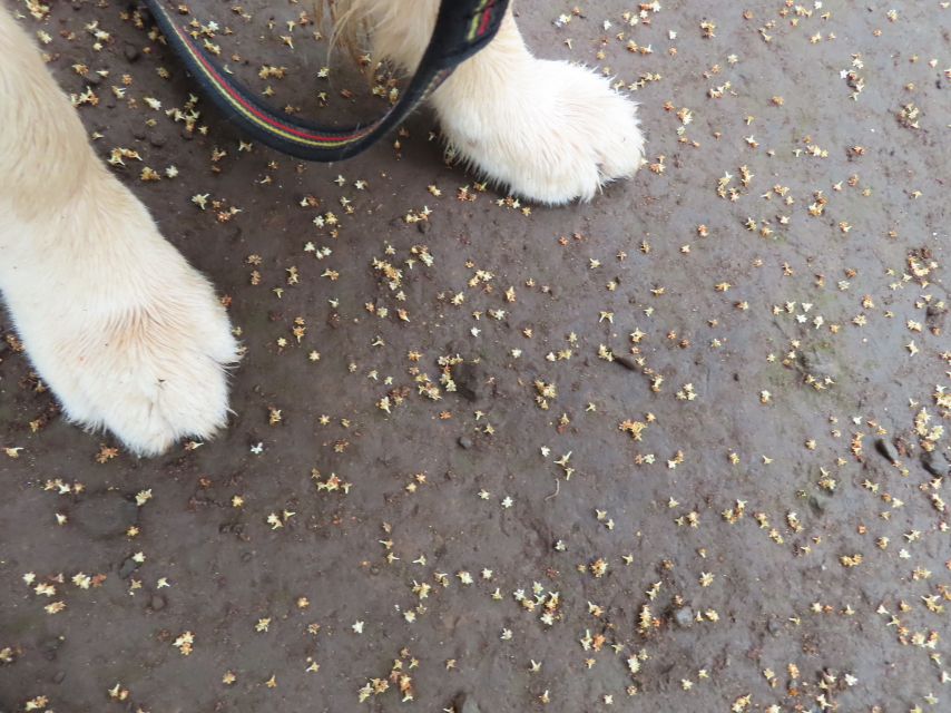 ファイル 8344-2.jpg