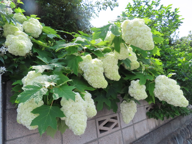 ファイル 8345-5.jpg