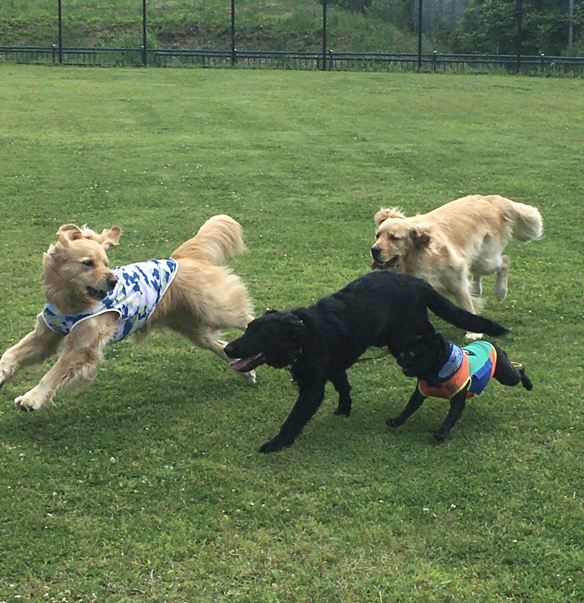 ファイル 8348-1.jpeg