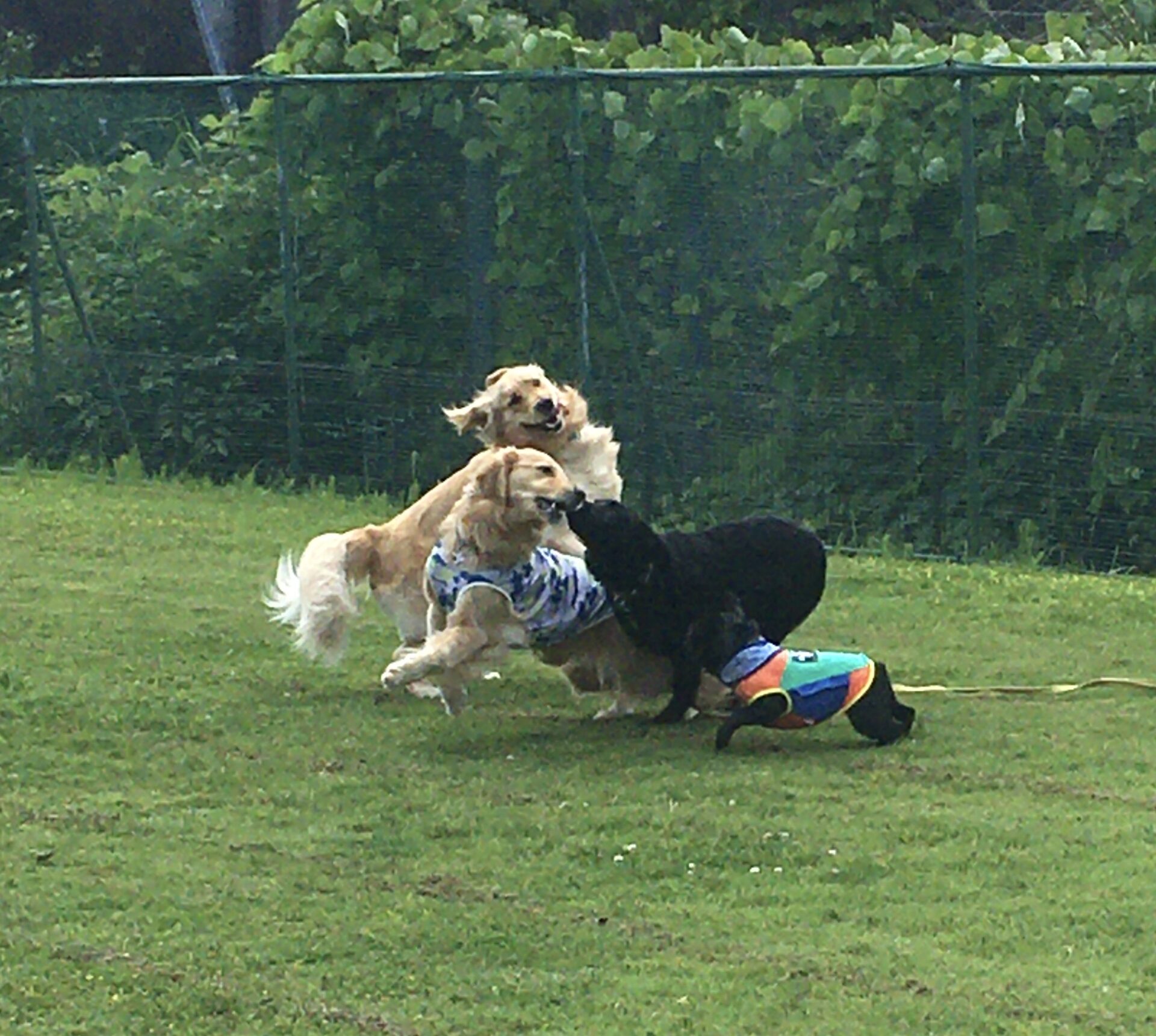 ファイル 8348-2.jpeg