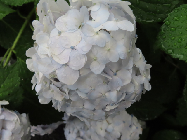 ファイル 8349-4.jpg