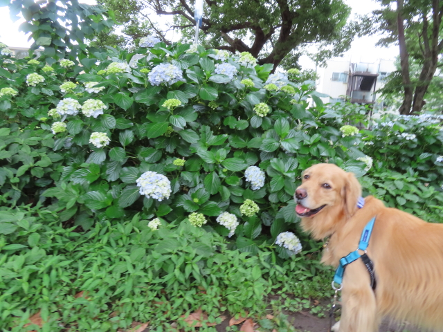 ファイル 8350-2.jpg