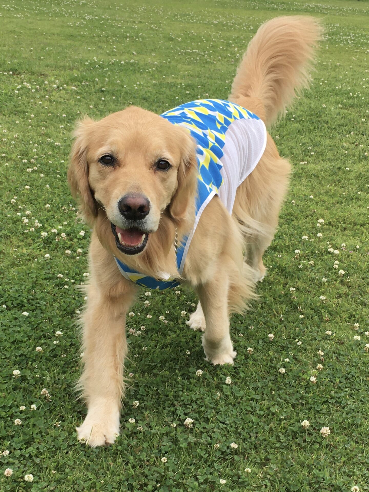 ファイル 8352-2.jpeg