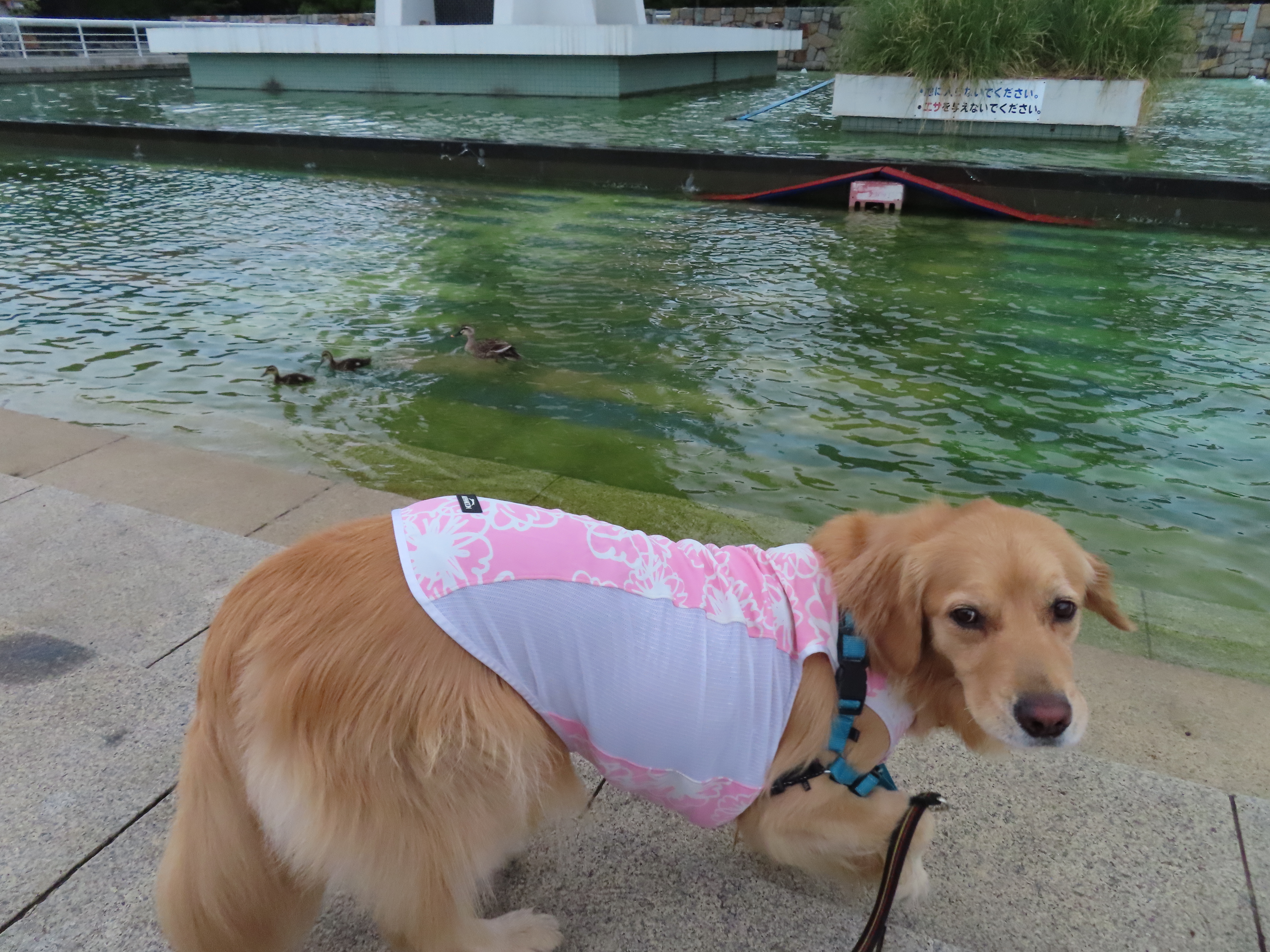 ファイル 8354-2.jpg