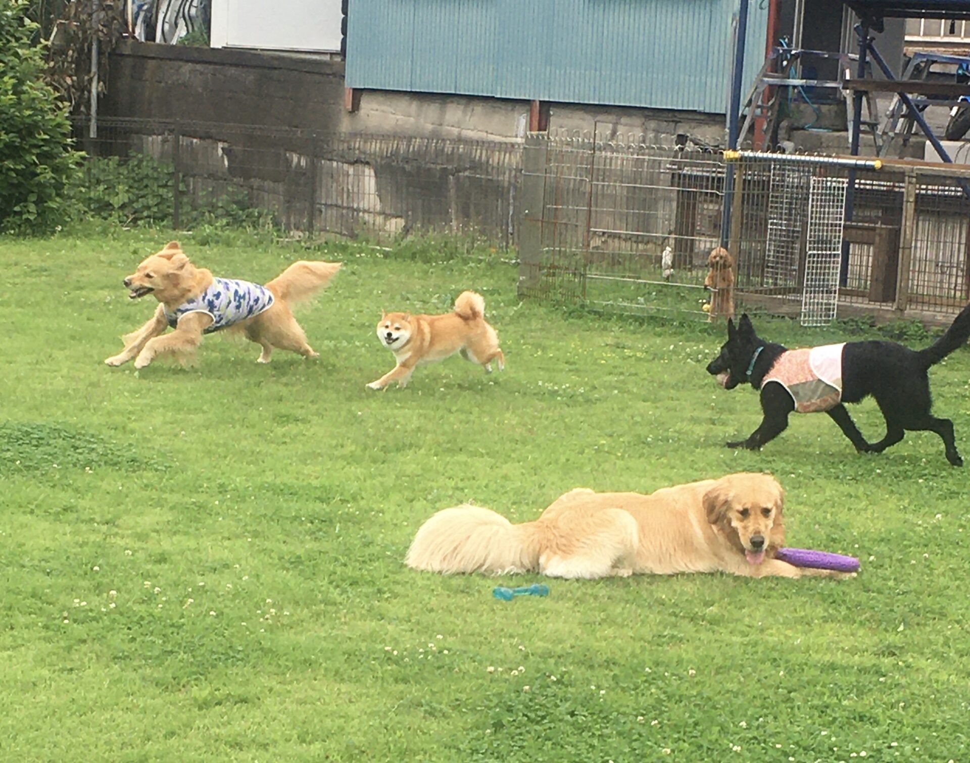 ファイル 8360-1.jpeg