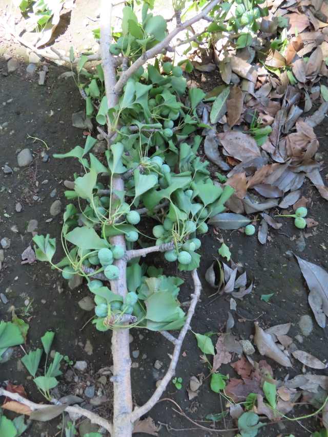 ファイル 8361-2.jpg