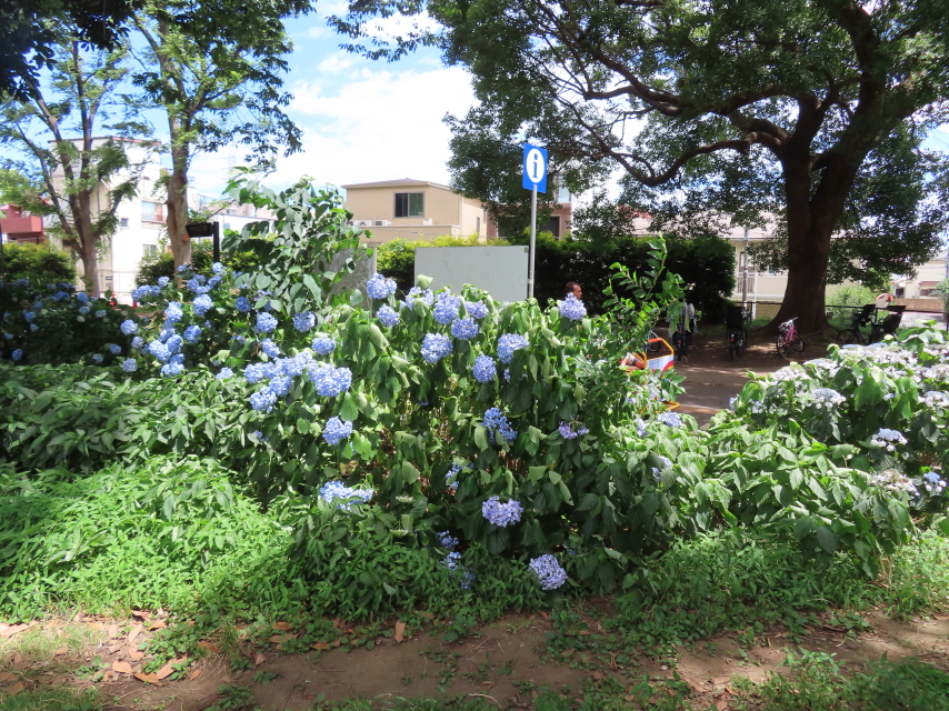 ファイル 8362-1.jpg