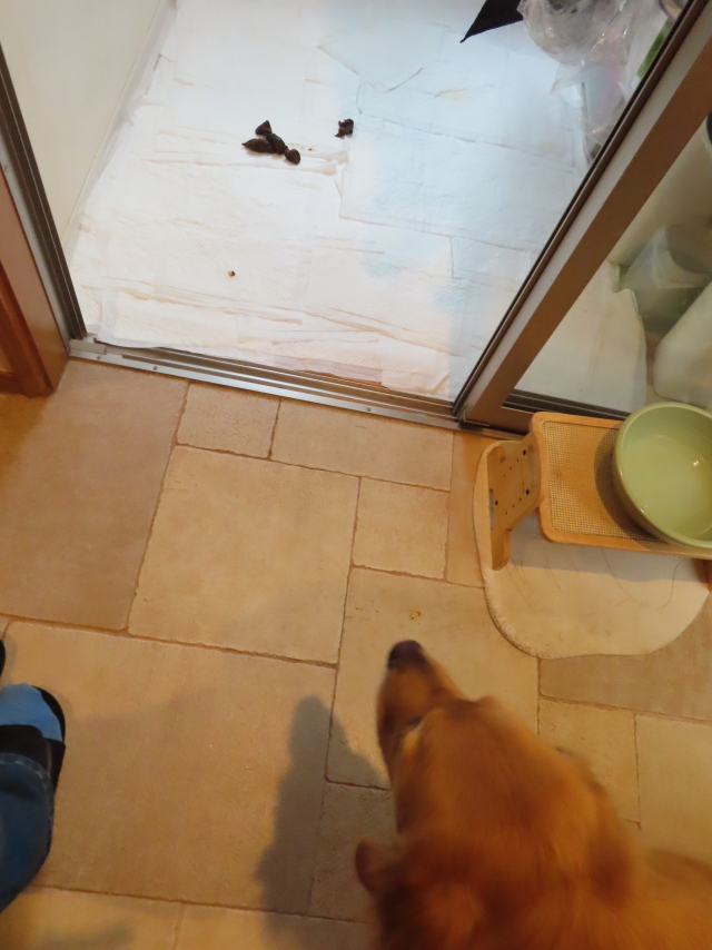 ファイル 8372-1.jpg