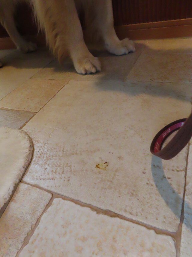 ファイル 8372-2.jpg