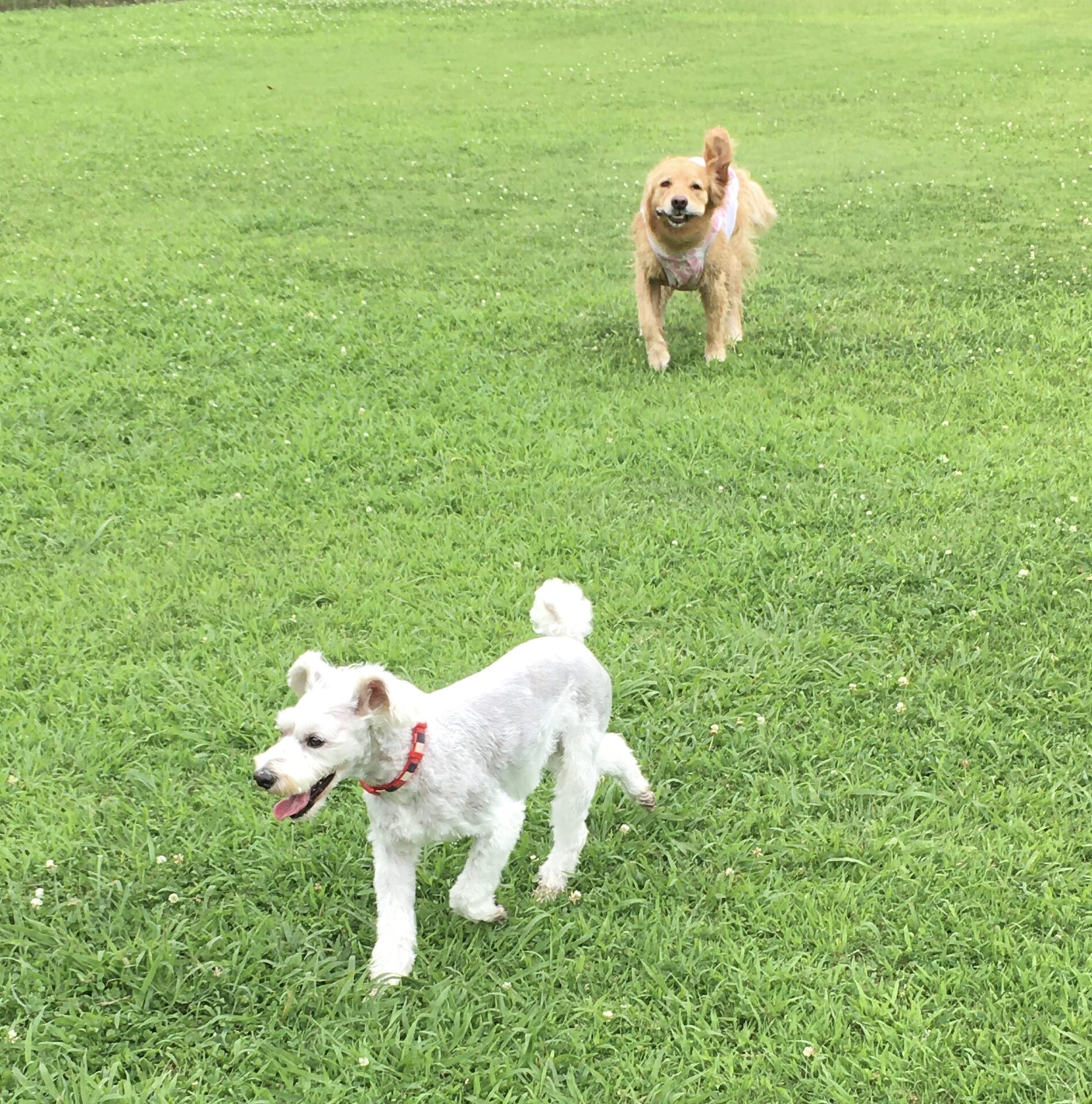 ファイル 8376-1.jpeg