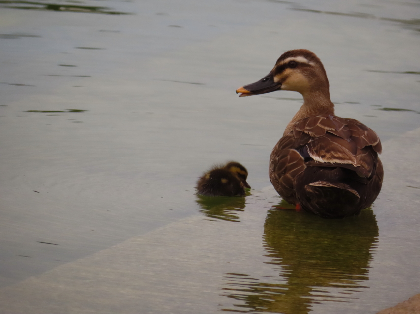 ファイル 8385-4.jpg