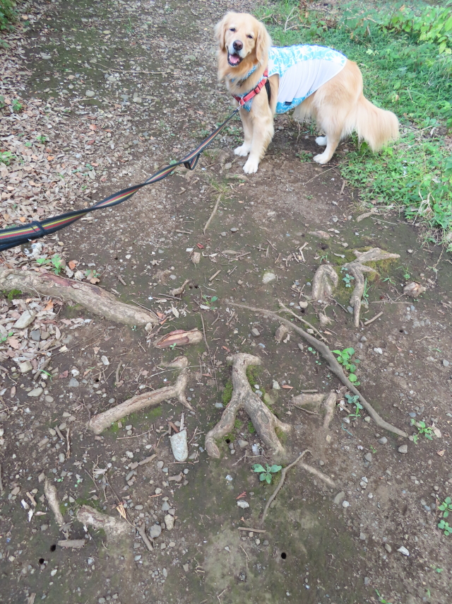 ファイル 8386-1.jpg