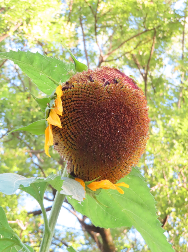 ファイル 8386-3.jpg