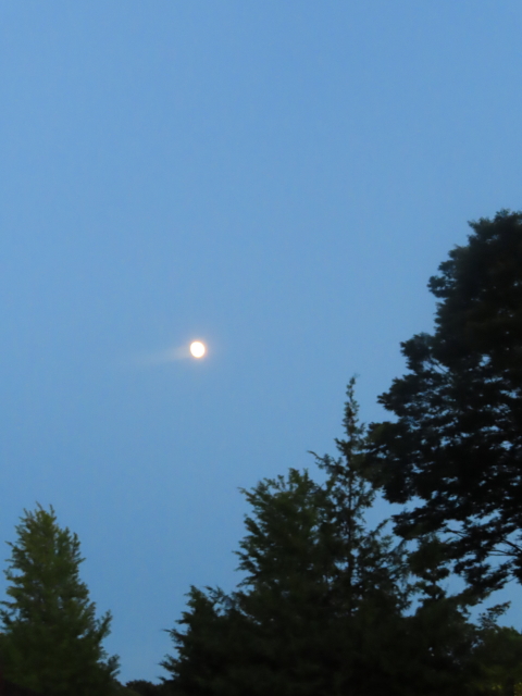 ファイル 8388-5.jpg