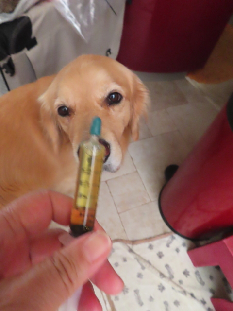 ファイル 8389-3.jpg