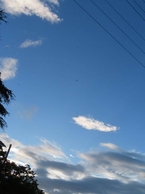 ファイル 8389-5.jpg