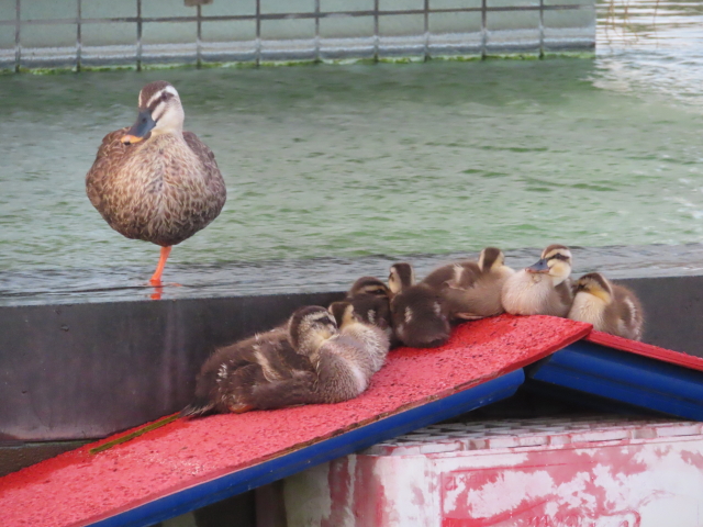 ファイル 8390-5.jpg