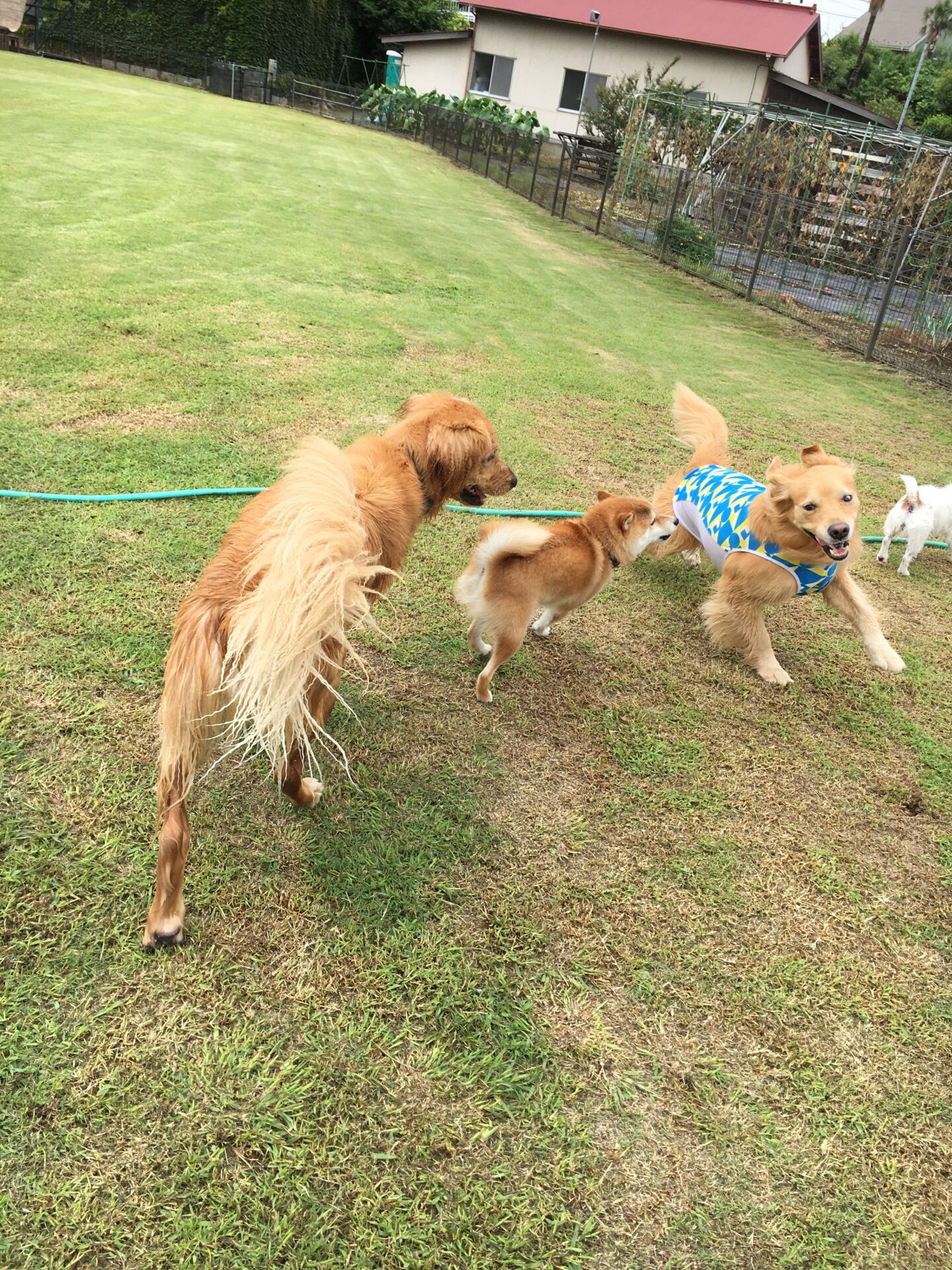 ファイル 8391-4.jpeg