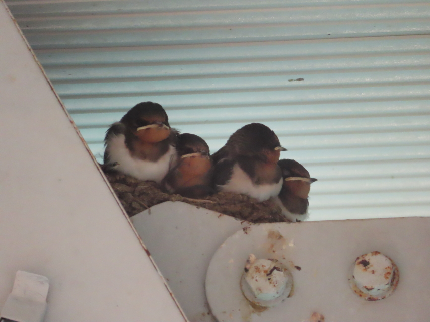 ファイル 8394-5.jpg