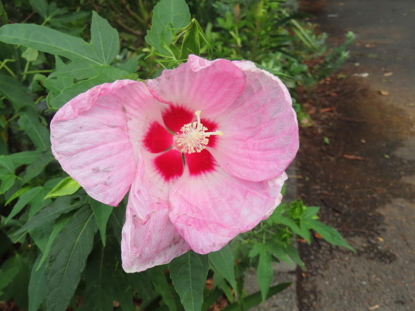 ファイル 8395-3.jpg