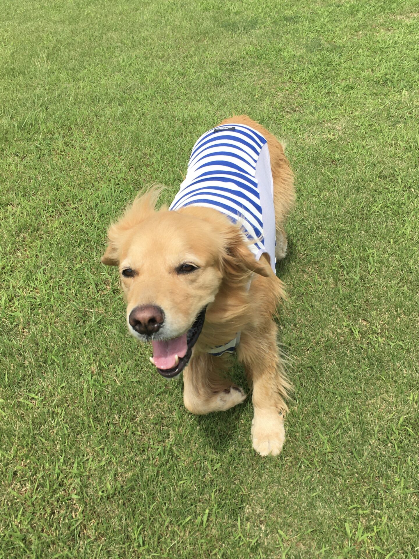 ファイル 8398-1.jpeg