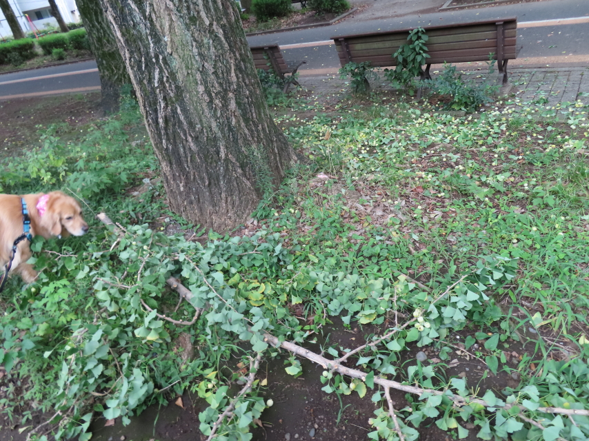 ファイル 8403-5.jpg