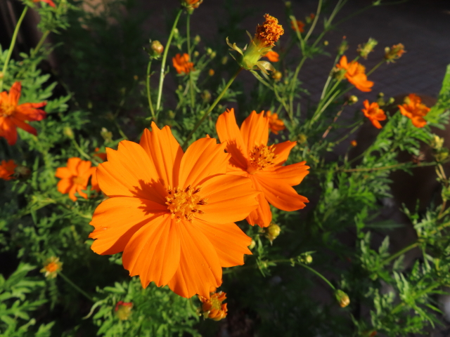 ファイル 8405-2.jpg