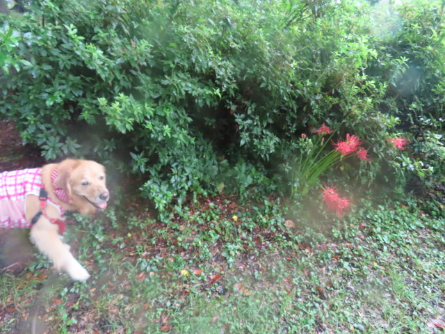 ファイル 8407-2.jpg