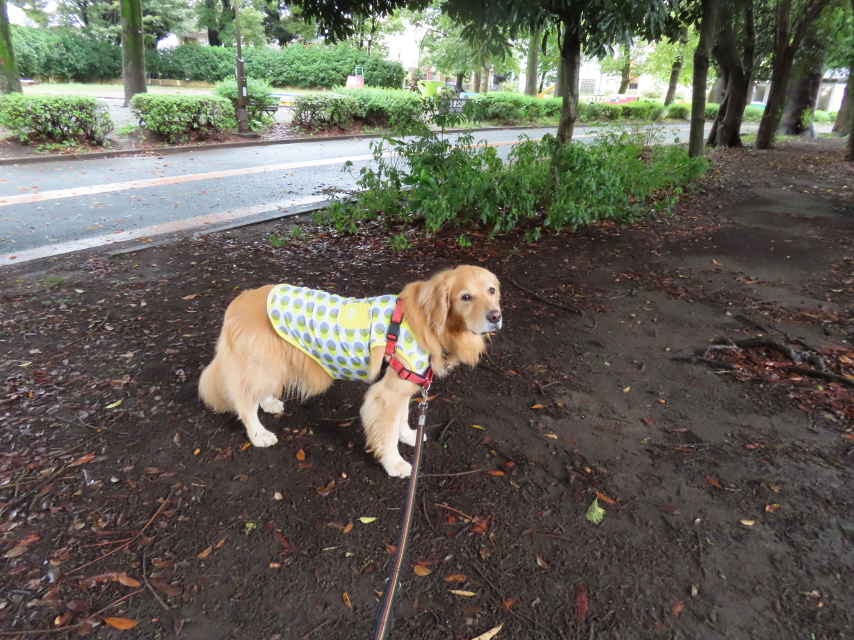 ファイル 8410-1.jpg